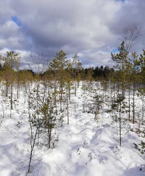 luminen metsämaisema