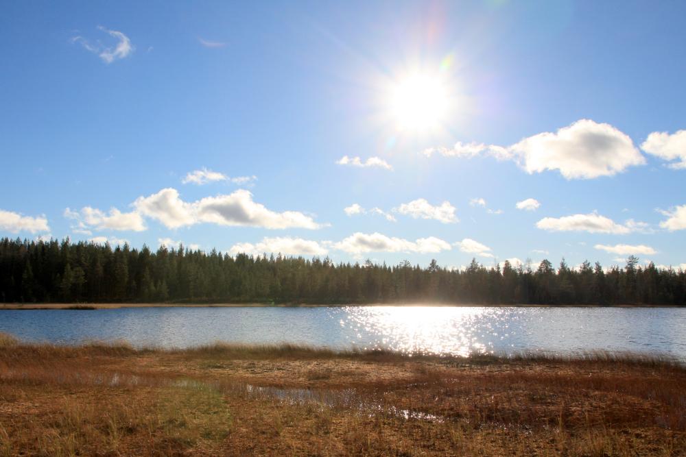 Gräs, vattendrag och skog i soligt landskap.