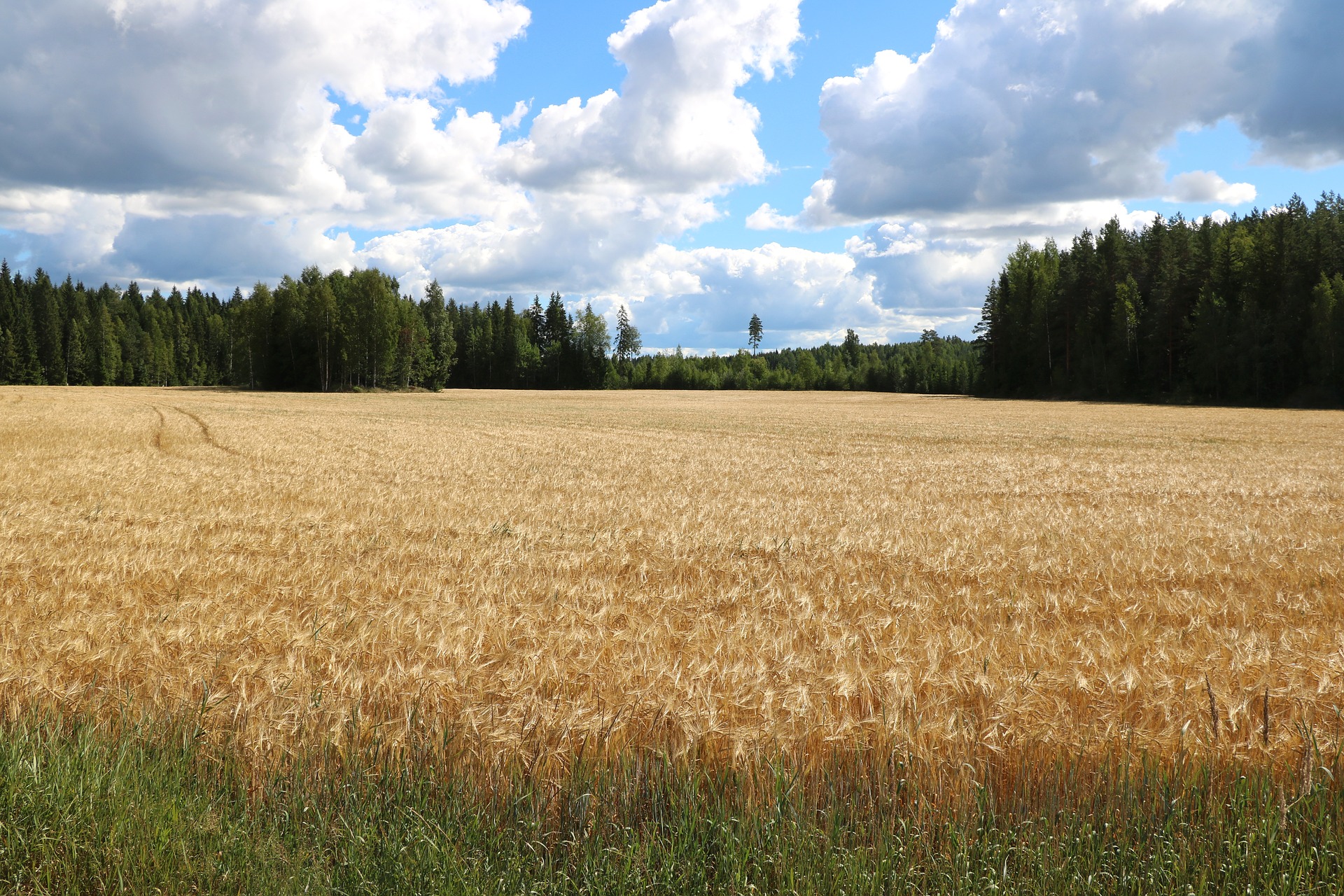 Pelto, metsää ja taivasta.