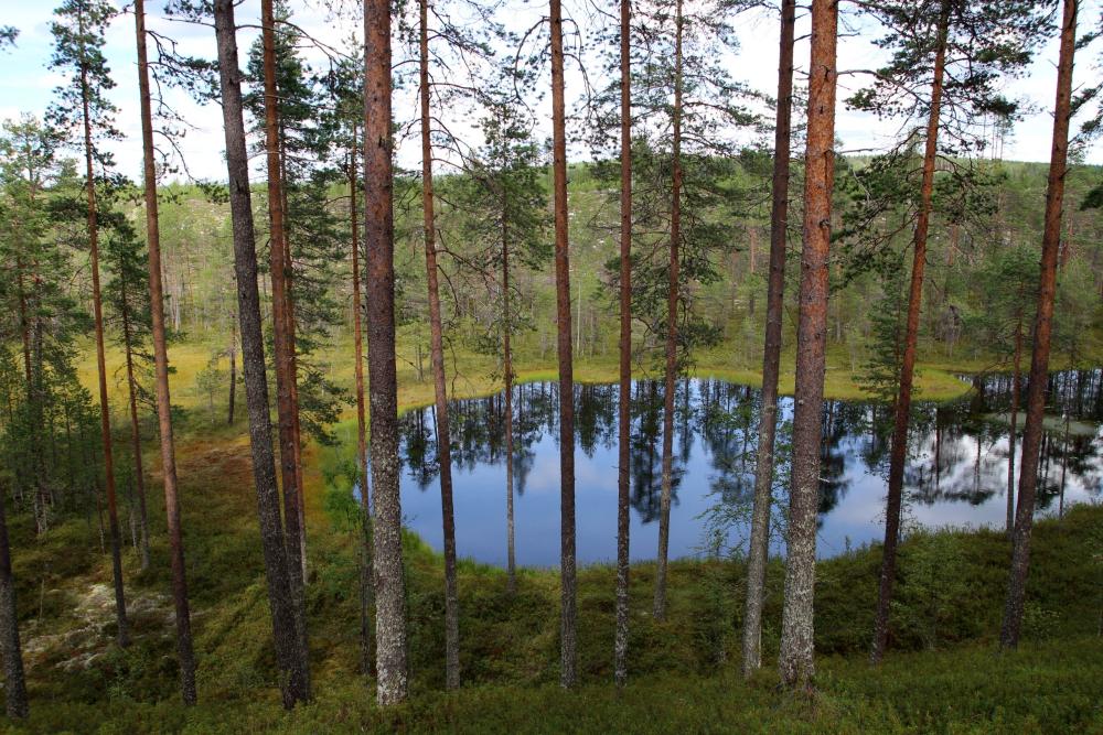 Metsämaisemassa mäntyjä ja lampi.
