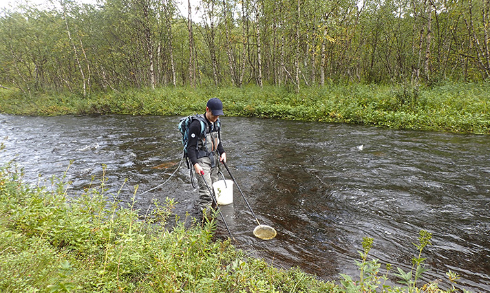  Sähkökoekalastusta Tenon sivujoella. Kalastaja seisoo vedessä ja tekee sähkökoekalastusta.