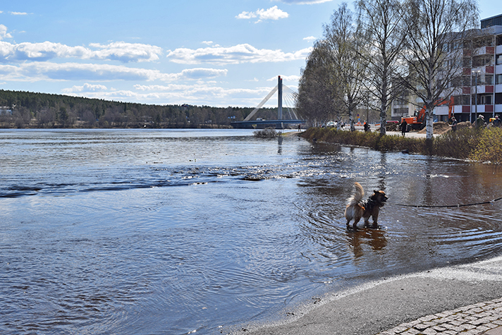 Tulva Rovaniemen Lainaanrannassa 26.5.2020