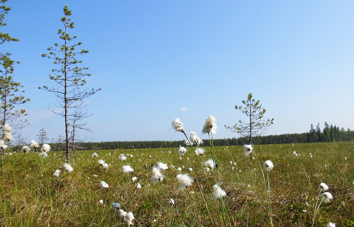 Koiraselkä
