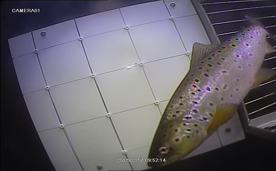Videoaineistoon kuvattu kala