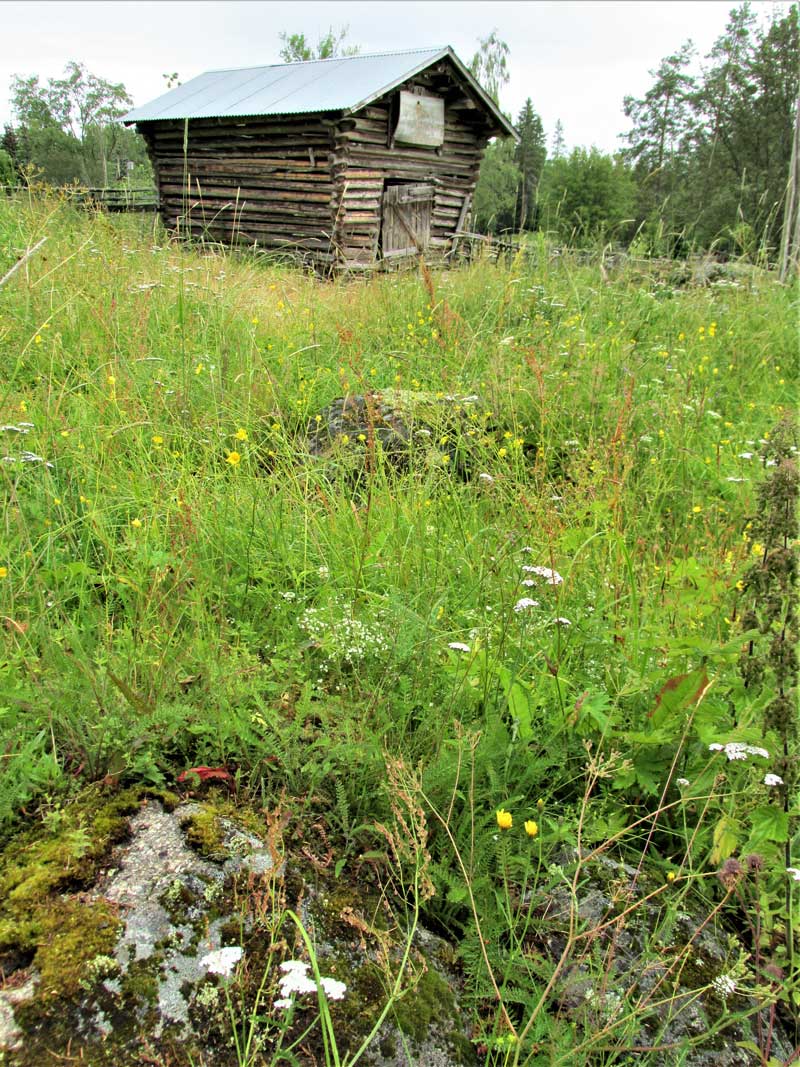 Vanhat rakennukset ovat osa Siikilän laidunten perinnemaisemaa, etualalla niittyä