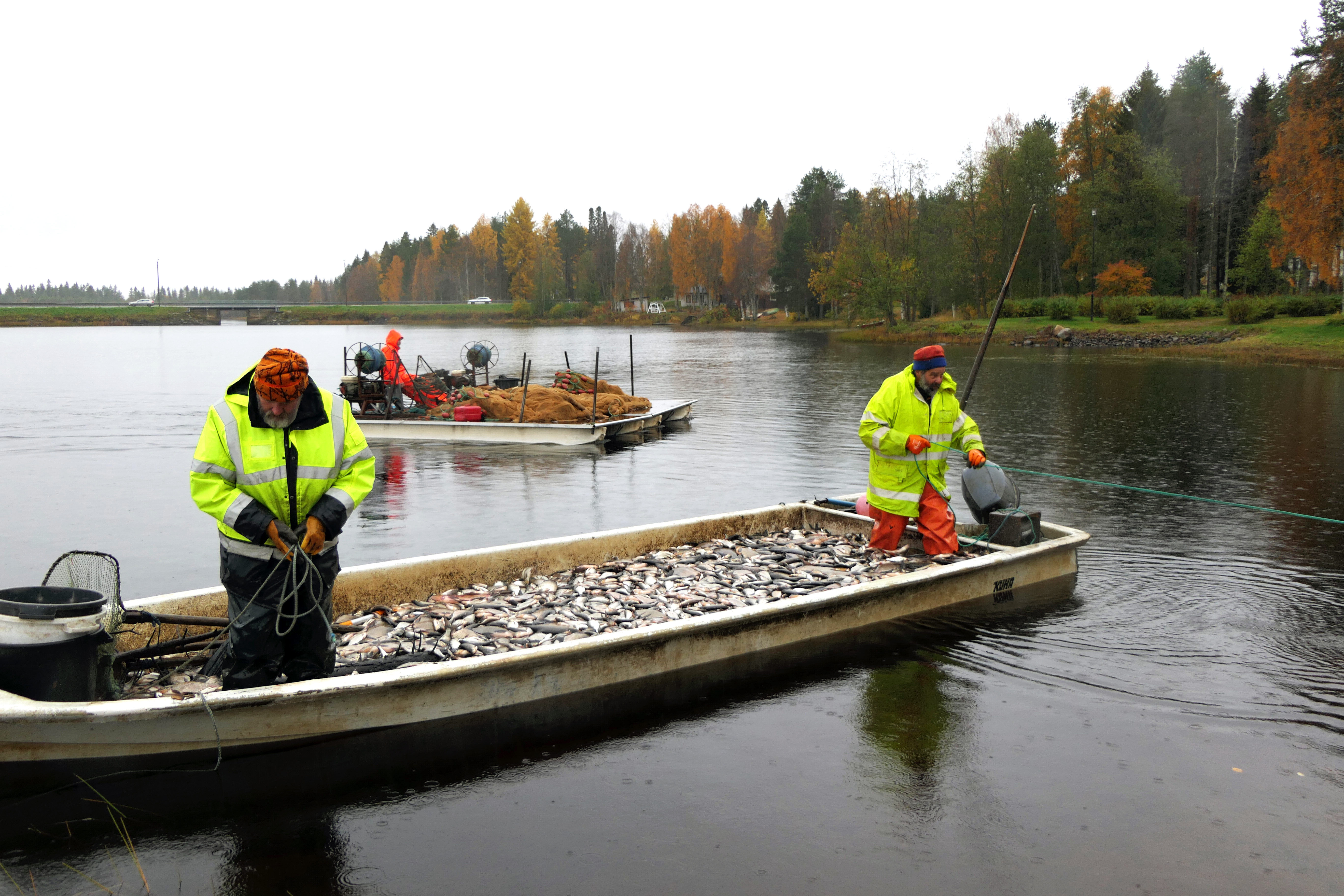 Kaksi kalastajaa veneessä, joka on täynnä kaloja.