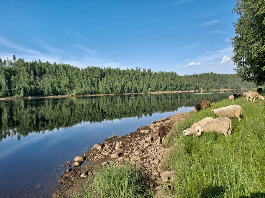 Lampaat laiduntamassa joen rantatörmällä aurinkoisena kesäpäivänä.