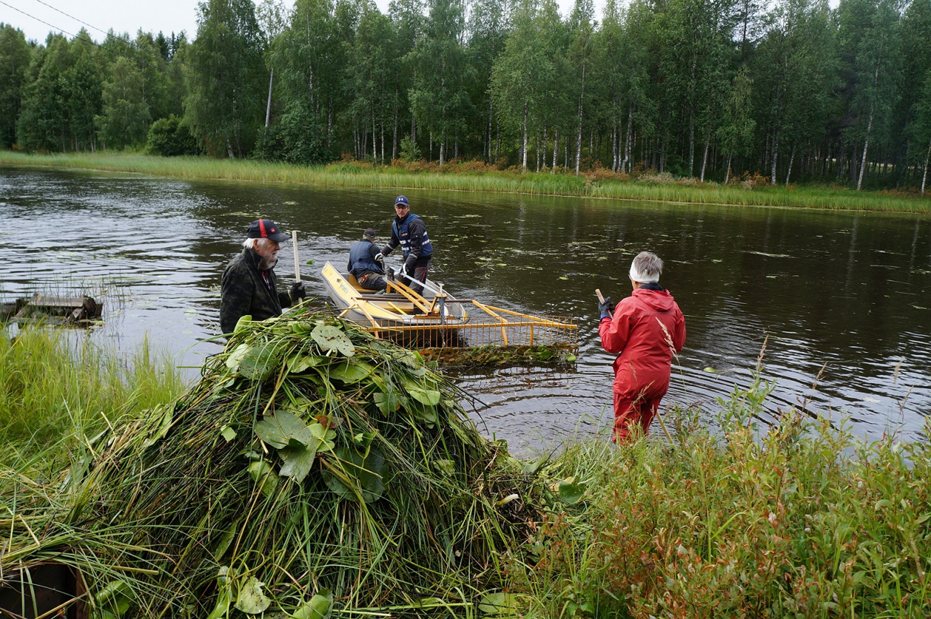 Kolme ihmistä niittää vesikasvillisuutta ja heinää järvellä. Käytössä on niittokone.