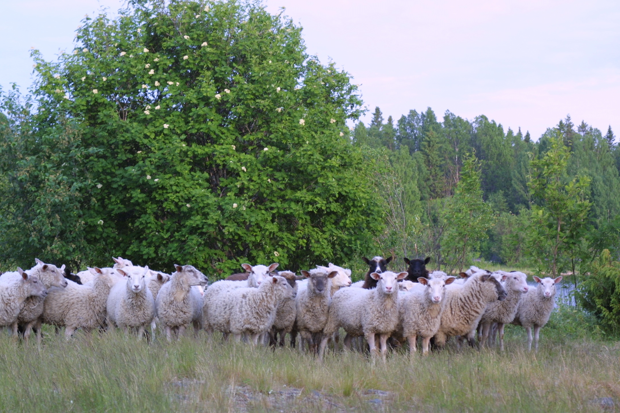 Kuva Marjut Kokko. Kuvassa lampaita laiduntamassa.