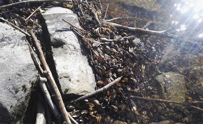 Kuolleita simpukoita vedessä, Kokemaenjoki  © Kimmo Puosi