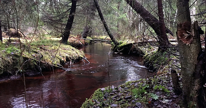 Kankaanpään Jyränoja on hieno purotaimenpuro. © Ilmari Mattila