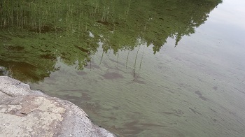 Kuvituskuva leväisestä rantavedestä.