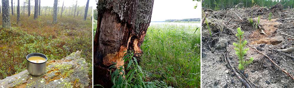 Monitavoitteinen metsänhoitosuunnitelma huomioi virkistyskäytön, ravinnekierrätystavoitteet sekä luonnonmarjojen keruutalouden.