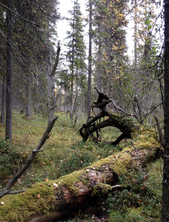 Alueen eteläosa on pääosin kuusivaltaista vanhaa metsää