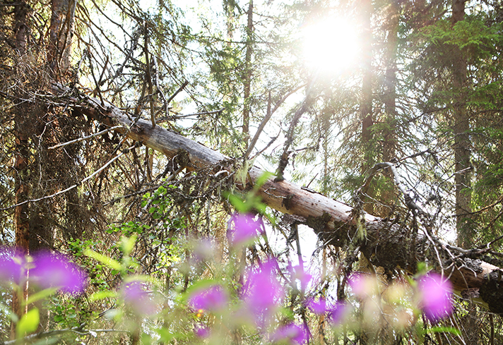 Metsäkurjenpolvia Losonvaaran luonnonsuojelualueella.