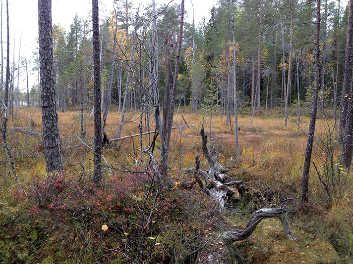 Hoikkalampeen rajoittuva suoalue