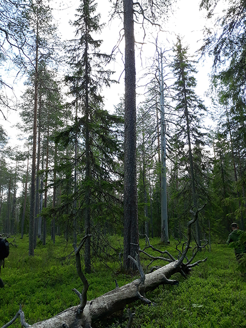 Vanhaa mäntymetsää, jossa suuria aihkeja ja keloja