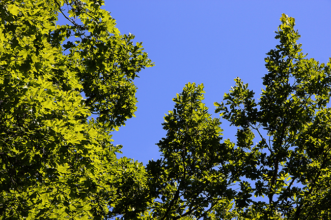 Vihreitä puita sinisen taivaan alla.