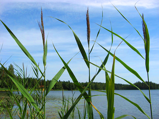 Strändernas vattenvegetation.