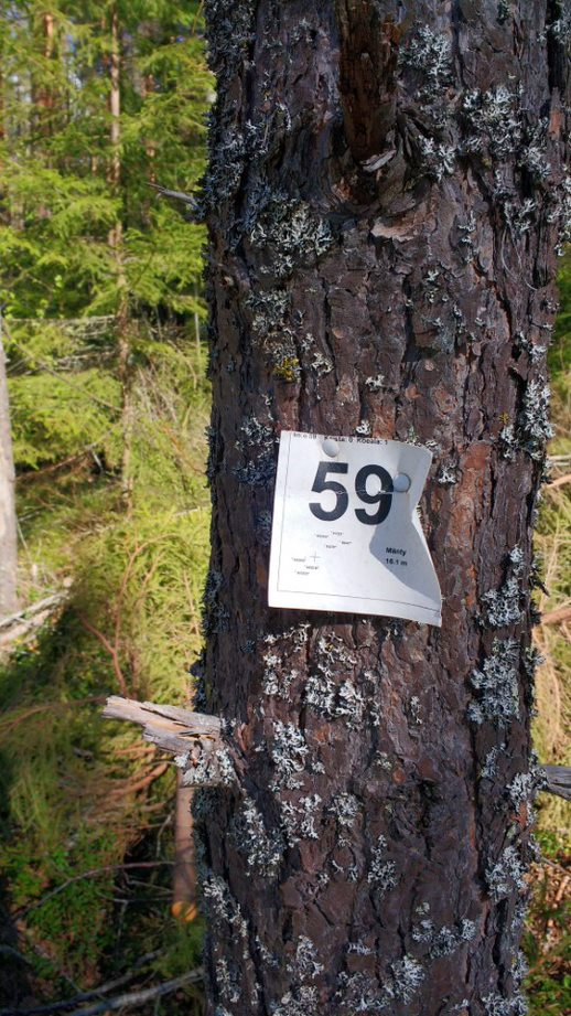 Metsässä puu, jonka kylkeen kiinnitetyssä paperilapussa on numero 59.