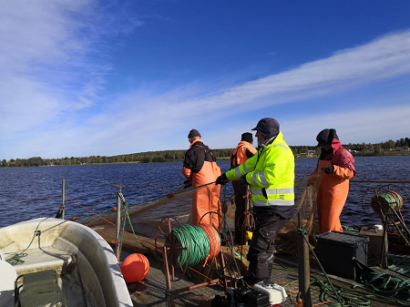 Alavudenjärvellä hoitokalastettiin nuottaamalla.