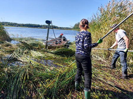 Karperönjärvellä niitettiin vesikasvillisuutta. Kuva: Karperön Helmi ry.