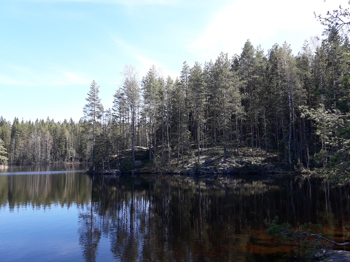 Kallioinen saari, jossa kasvaa mäntyjä.