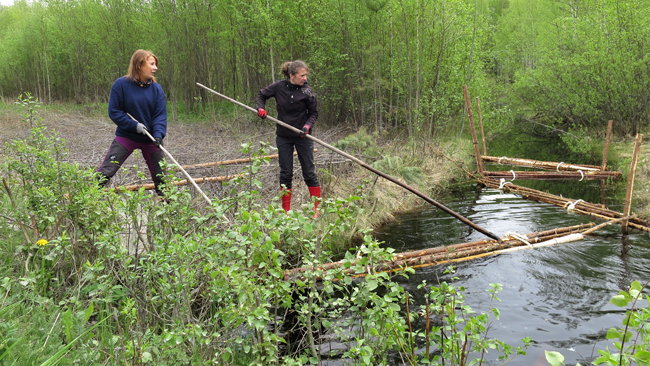 Veistöä kunnostetaan rankanippujen avulla.