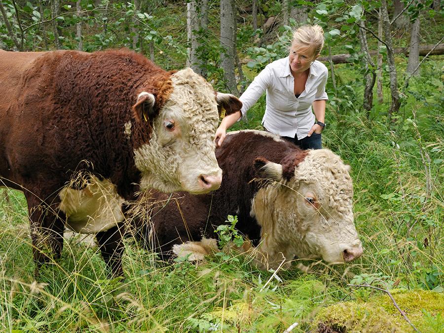Nainen silittää kahta hereford-rotuista lehmää. 