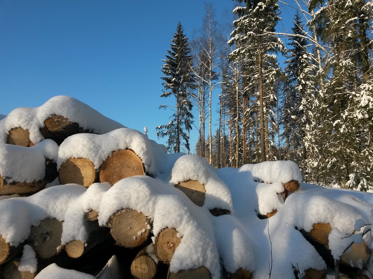 Talvinen tukkipuukasa. 