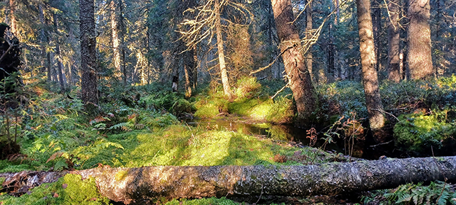Suometsä.