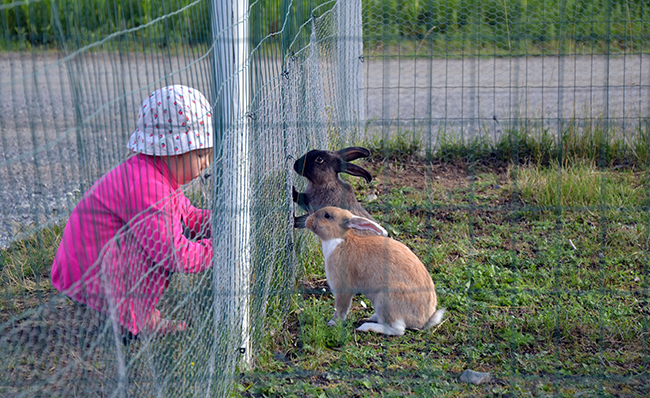 Lapsi syöttää kaneille heinää aikan takaa Suttisen tilalla.