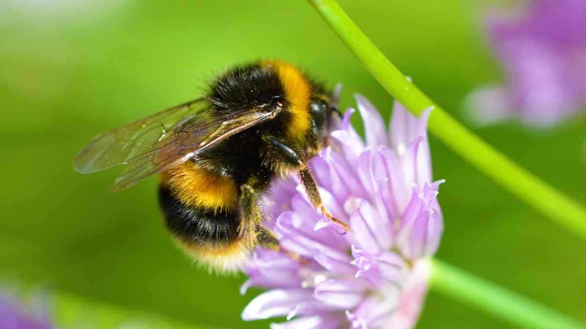 Pollinerarveckoslutet inspirerar att göra observationer