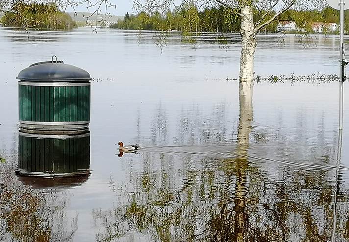 Rovaniemi, Lainaanranta 31.5.2020. Kuva Lapin ELY-keskus.