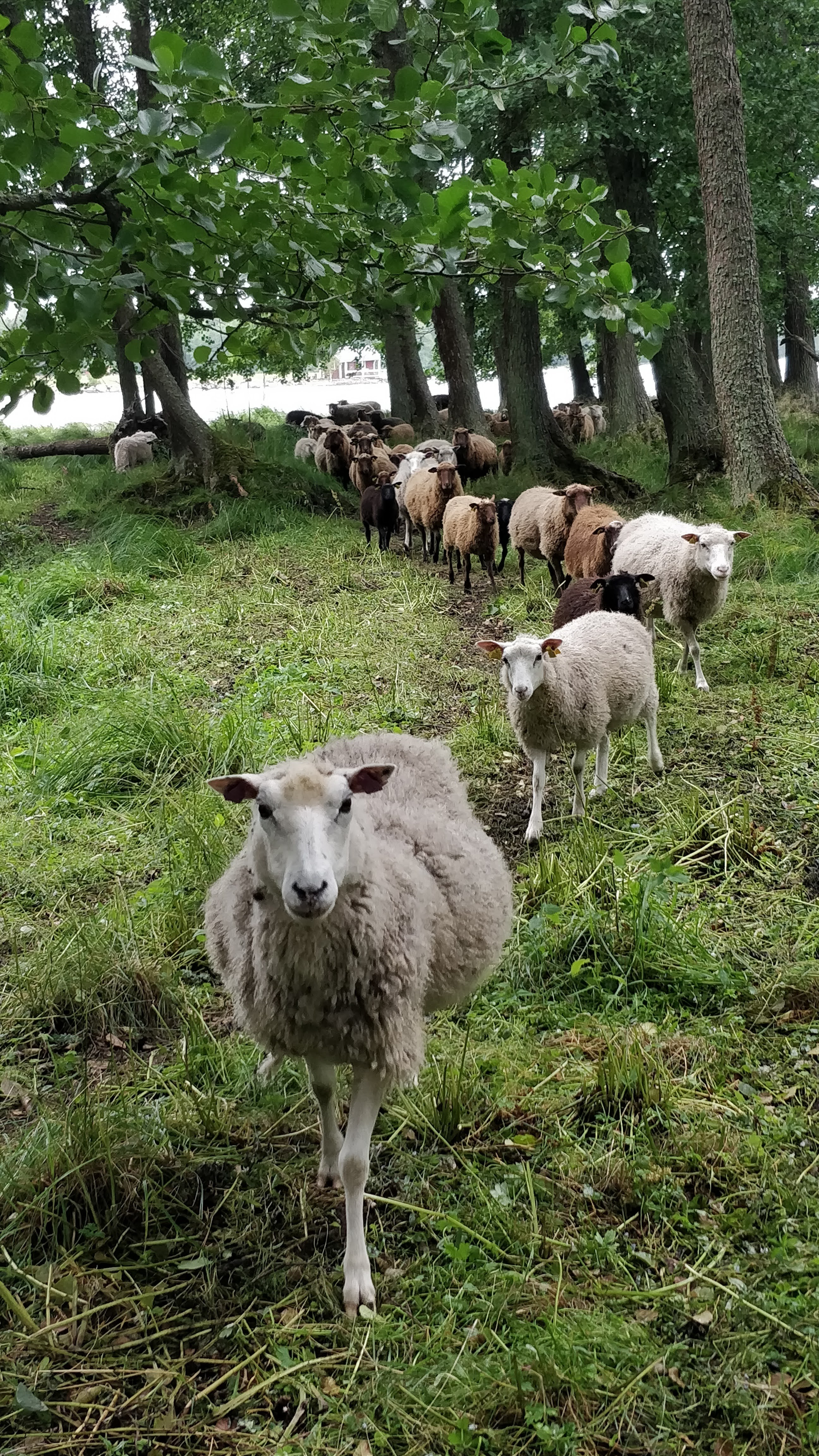 perinnebiotooppi, lampaat