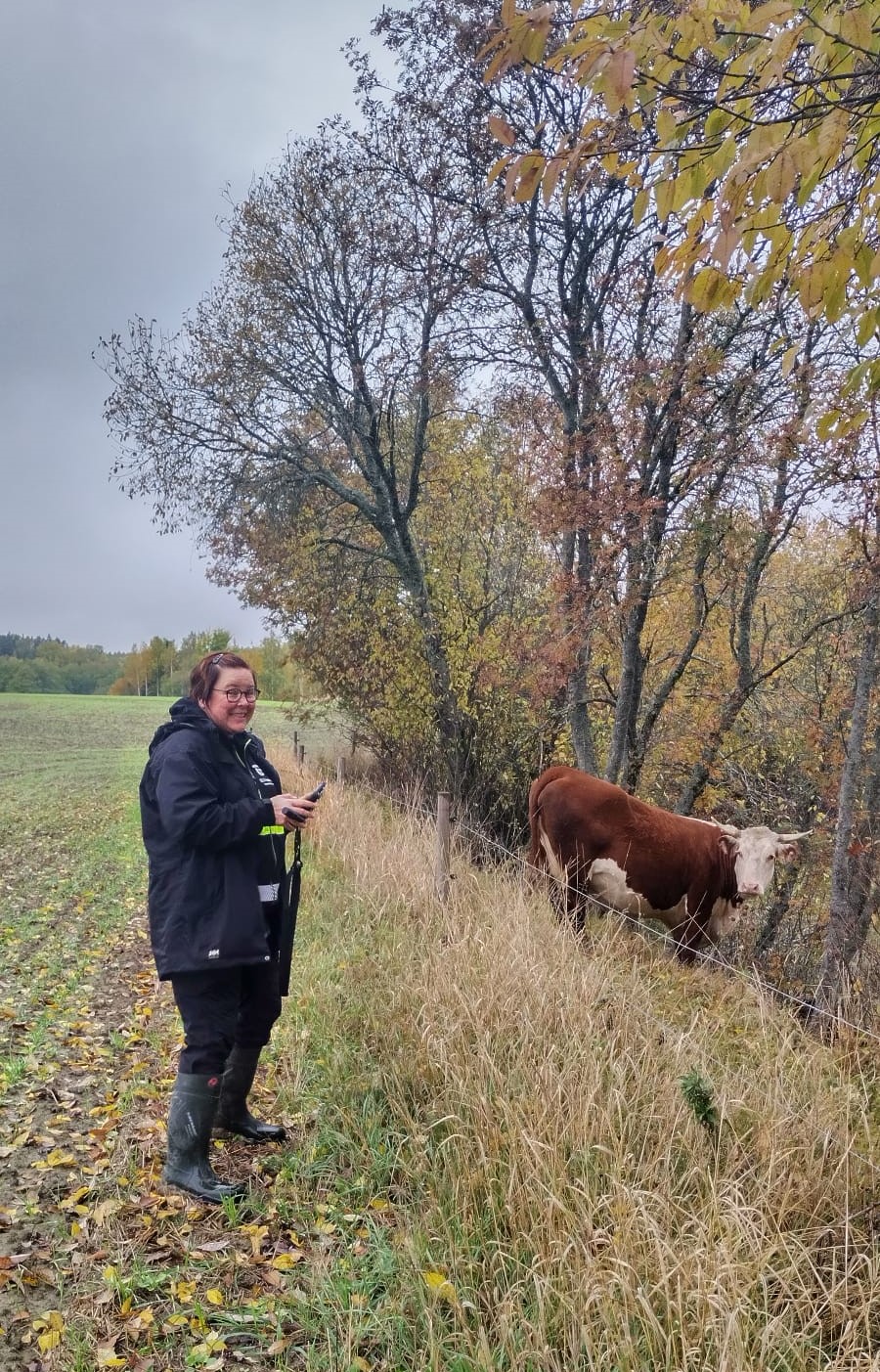 Syksyinen pellonreuna, etualalla seisoo nainen tummassa takissa, taaempana lehmä katselee naista.