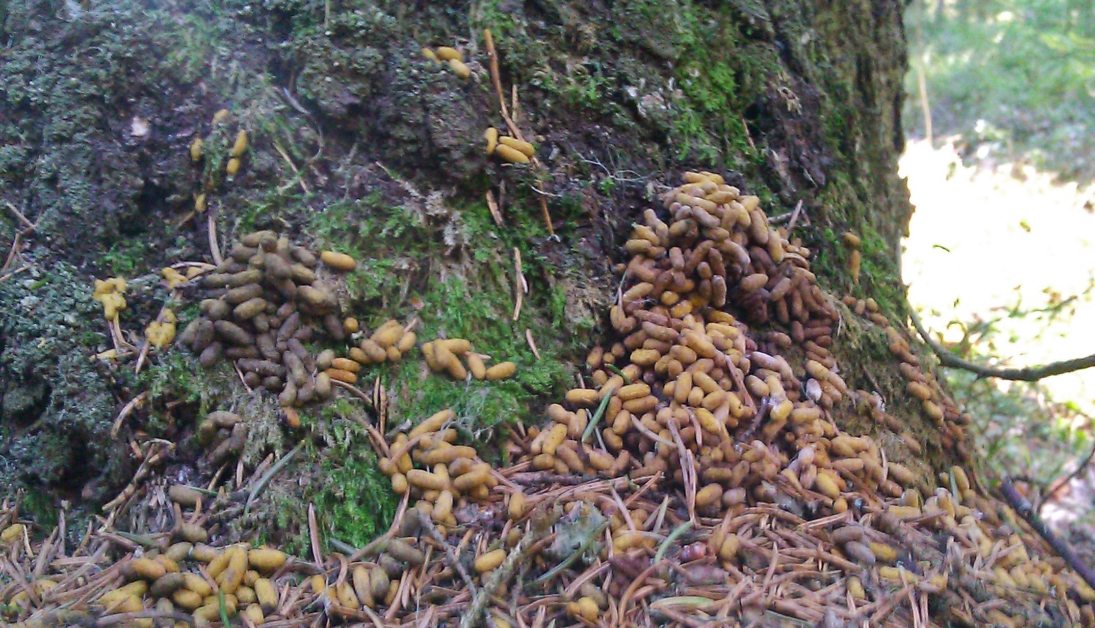 Liito-oravan papanoita pesäpuun juurella.