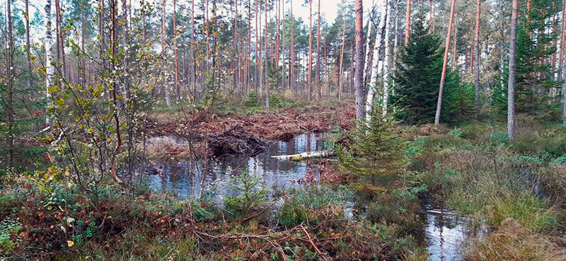 Kemiönsaaressa ennallistettiin suota kuivattavia ojia tukkien. Suon vesitalouden parantaminen käynnistää suon palautumisen kohti luonnontilaa. Kuva: Risto Vilen