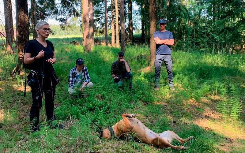 Eläintenkouluttaja Tanja Karpela kertoo koirien käytöstä liito-oravakartoituksissa Liito-orava-LIFE:n projektipartnereille. Taru-koiralla on sillä välin hyvin aikaa oikoa koipiaan ja nauttia kesäpäivän lämmöstä. Kuva: Jenny Gustafsson