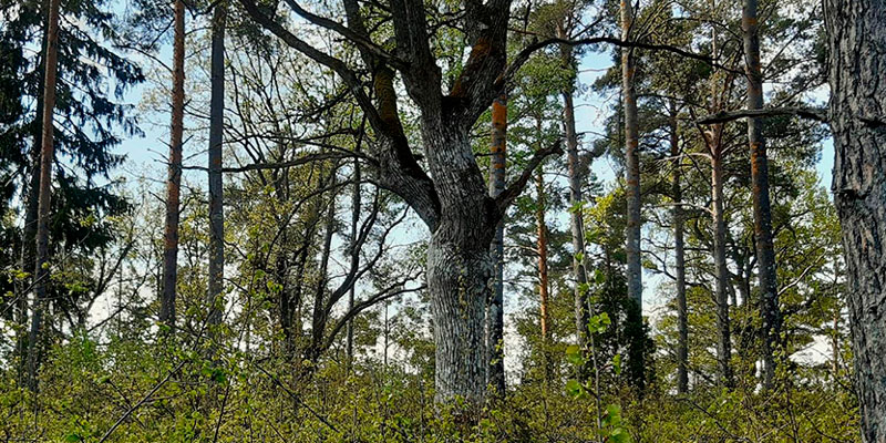 Merimaskussa on hoidettu vanhaa tammimetsää. Hoitotyöt ovat tammien kasvutilan vapauttamista lähinnä kuusia poistamalla. Kuva: Risto Vilen