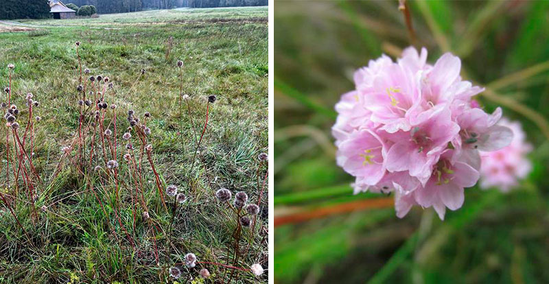 Niittylaukkaneilikka. Kuva: Charlotta Berlin ja Laukkaneilikan kukinto. Kuva: Hanna Hakamäki.