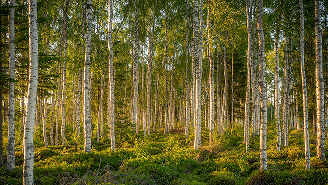 Koivumetsä.