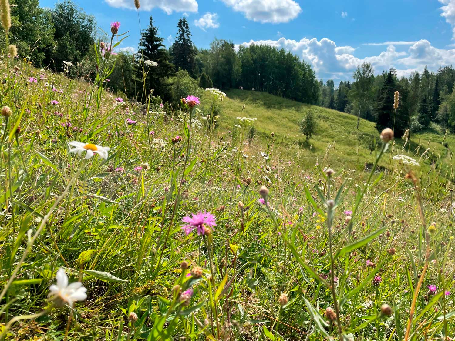 Rekijoki./ Rekijoki ådal.