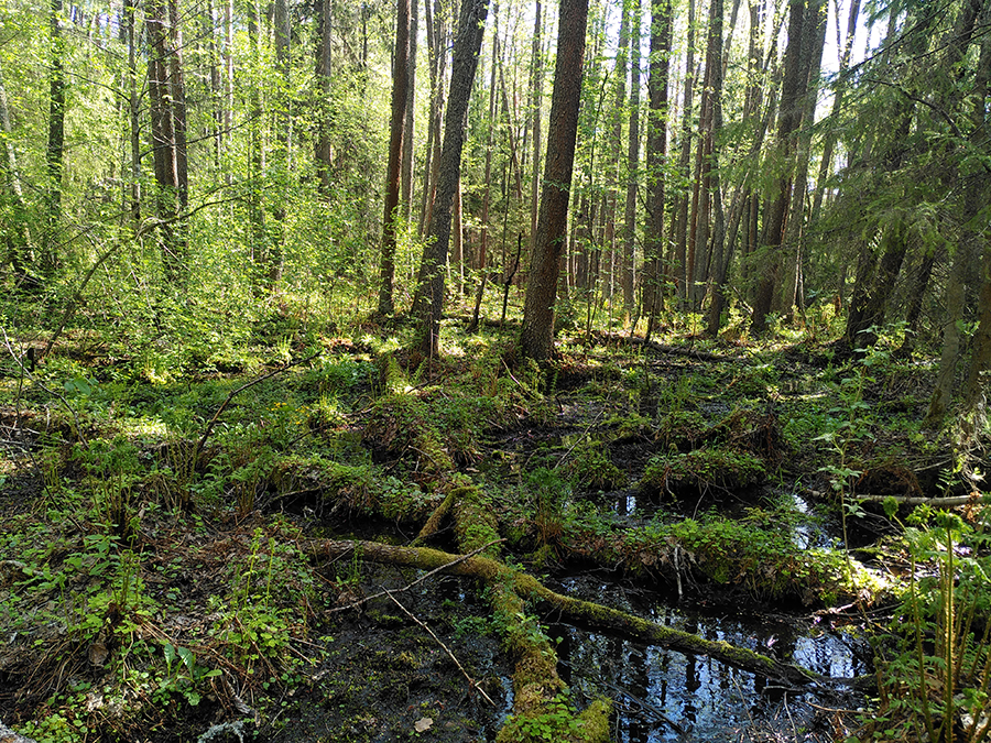 Vehreää metsää, jossa lähde.