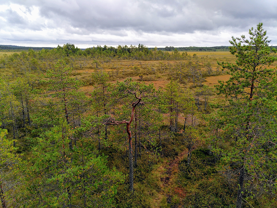 Suoluontoa ylhäältä päin kuvattuna.