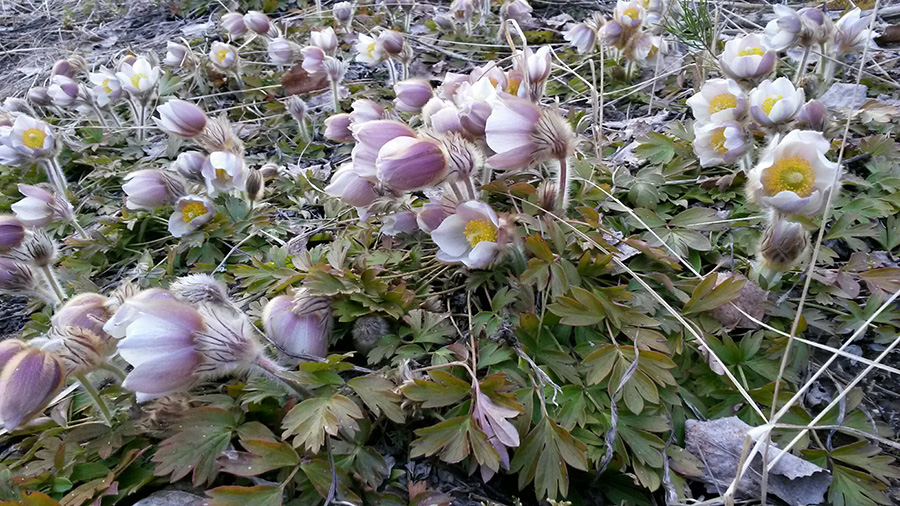Suuri määrä kangasvuokkoja lähikuvassa.
