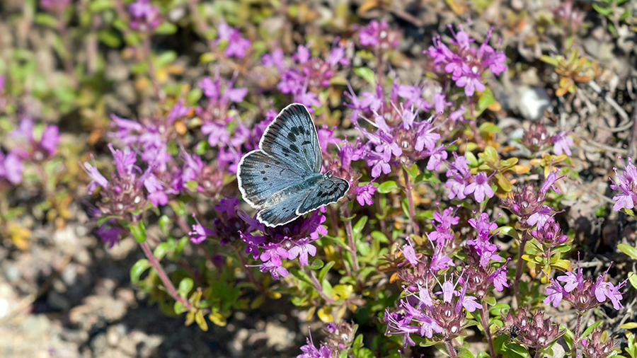 Muurahaissinisiipi-perhonen violeteilla kukilla.