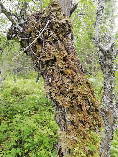 Raidankeuhkojäkälää puun rungolla.