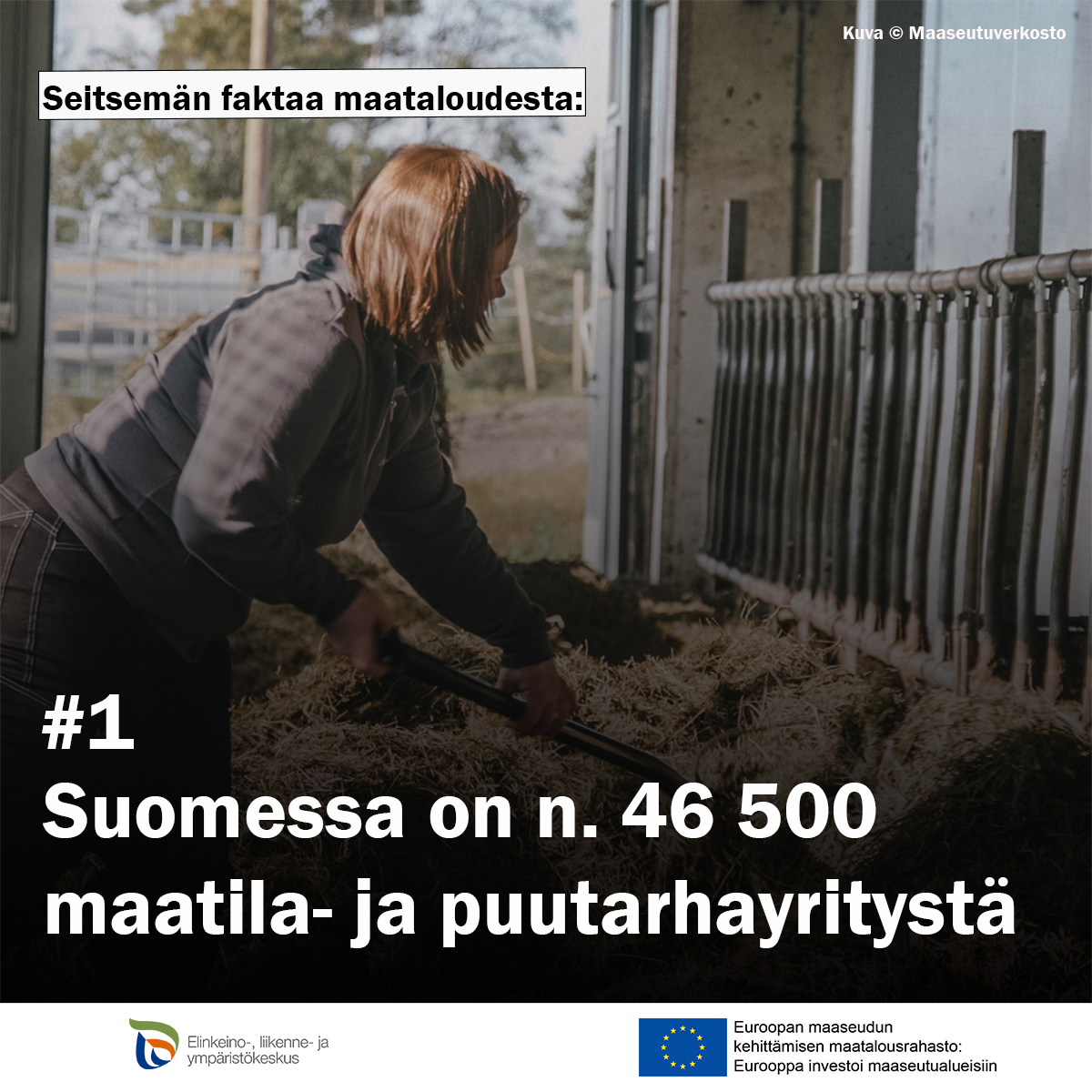 Nainen navettatöissä. Teksti: seitsemän faktaa maataloudesta #1 Suomessa on 46 500 määrä maatila- ja puutarhayritystä