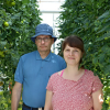 Kuvassa Juha Näkkilä ja Mari Kosonen kasvihuoneella, jossa kasvaa tomaattia